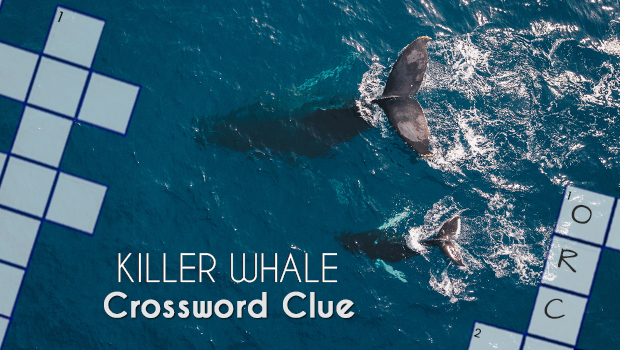 The Killer Whale: A Fascinating Creature and a Crossword Puzzle Clue